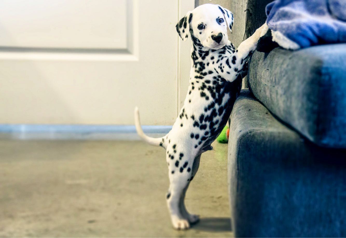 cute wiley standing on his back legs