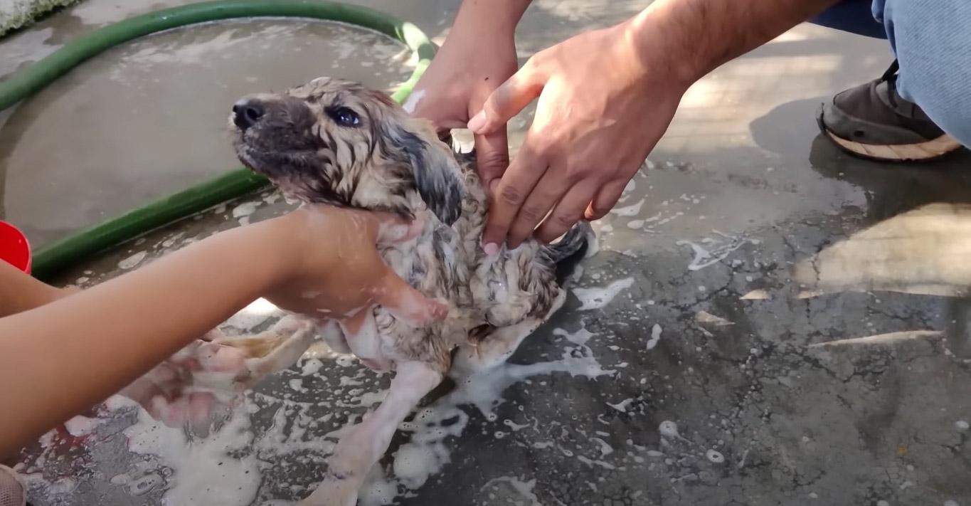 dharma being washed by rescuers