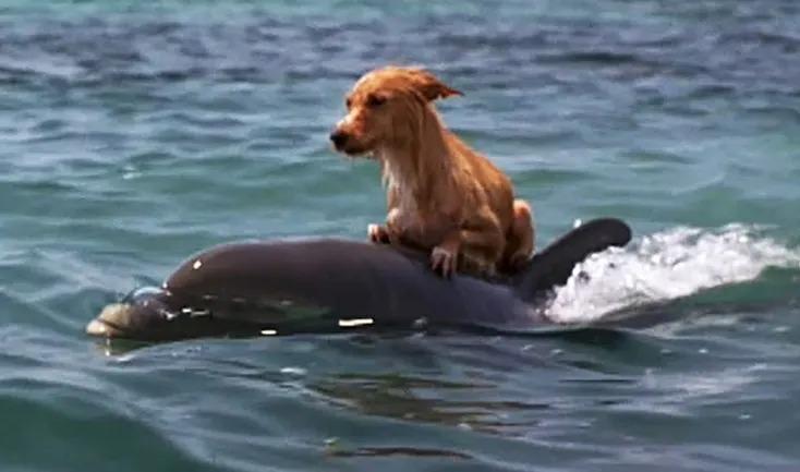 dog rescued by a dolphin