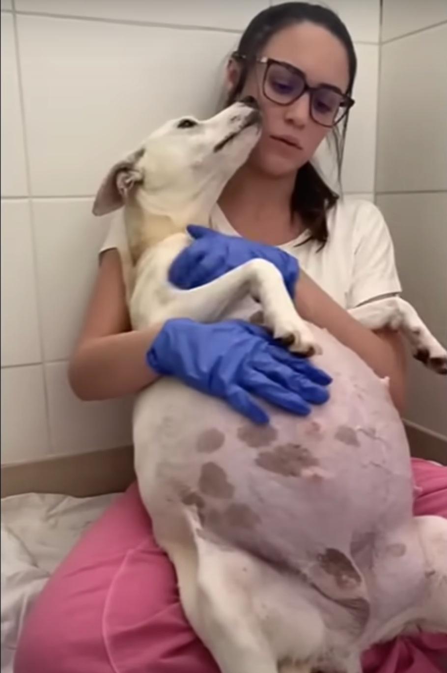 doggy momma being massaged