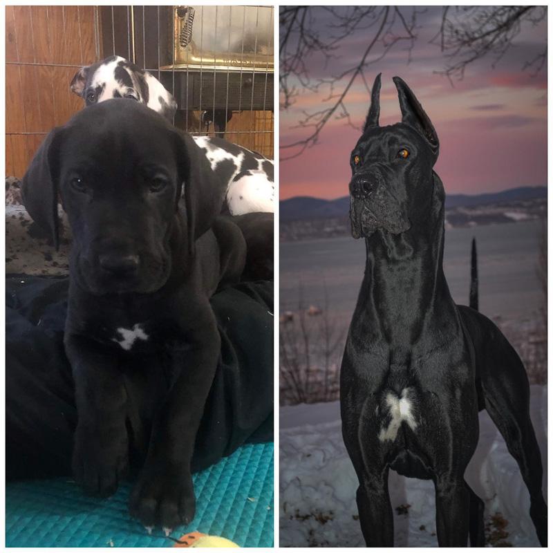 enzo transformation from pup to batdog