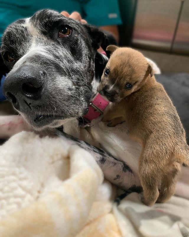 etta caring for a little pup