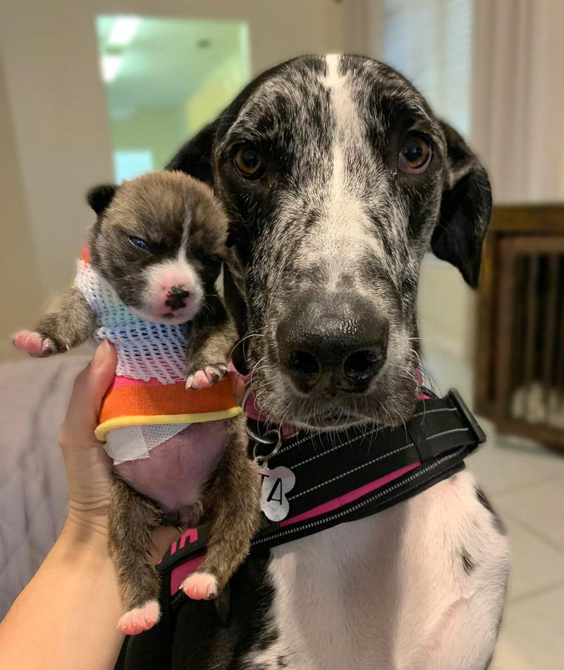 etta posing with newborn pup