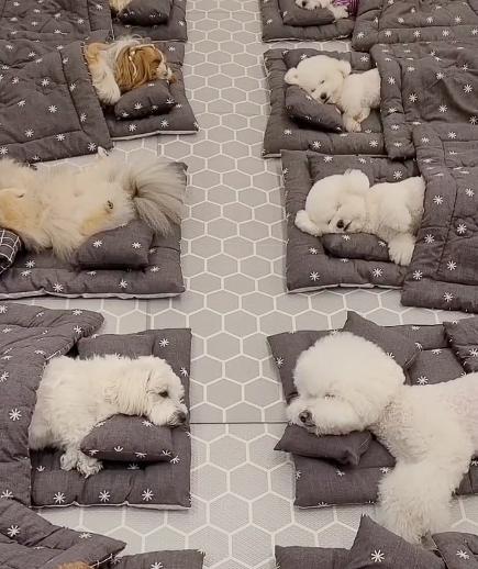 full row of pups sleeping together