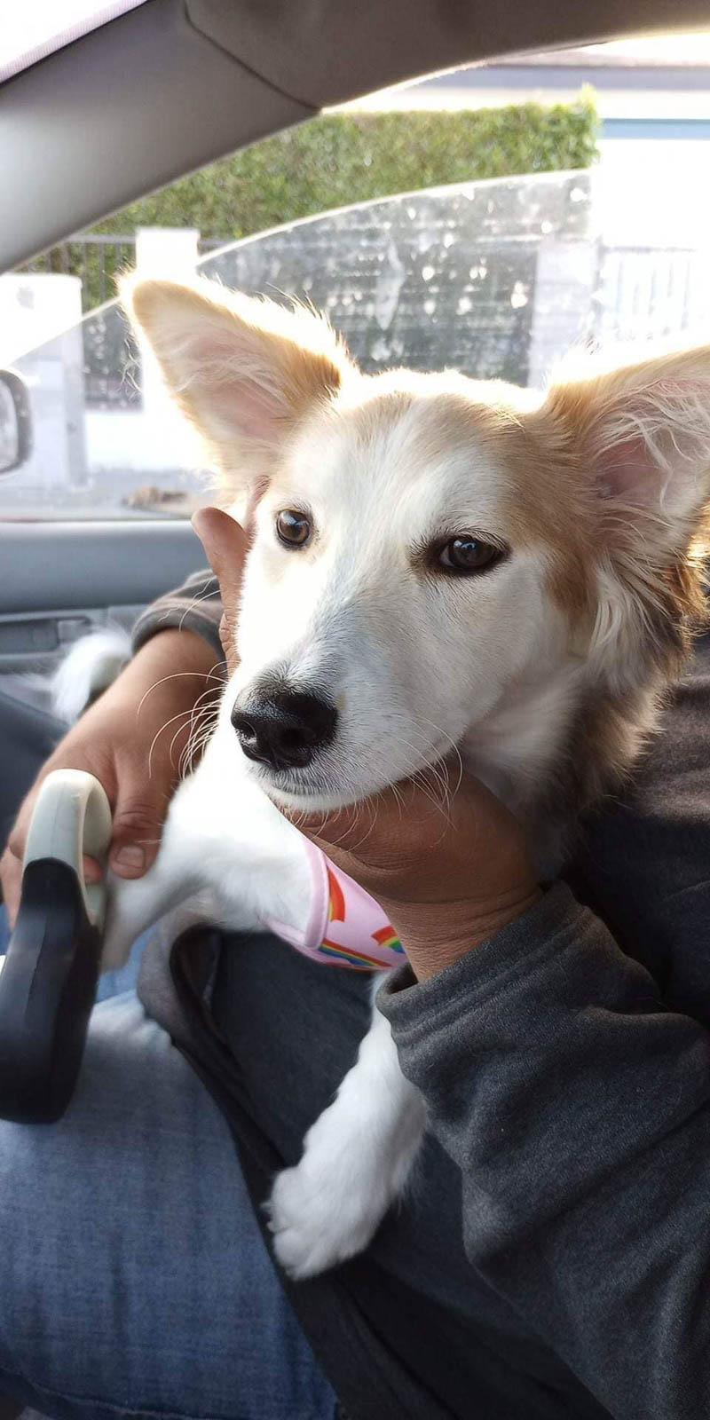 halo in car after rescue