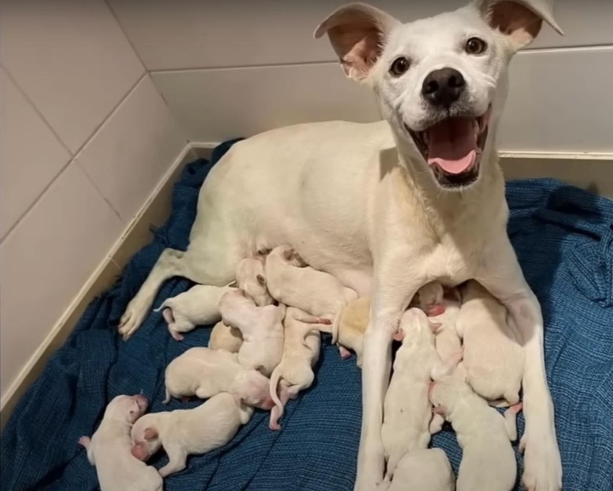 happy natajuli with her pups