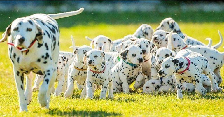 healthy litter of 18 dalmatian