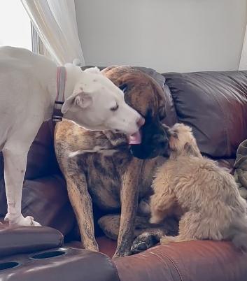 huxley and winnie cuddling rex