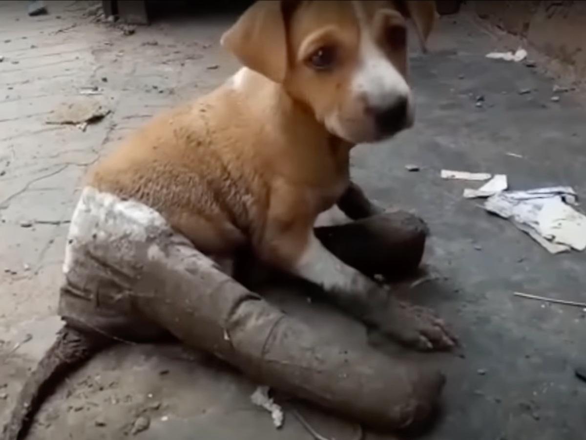 injured puppy found in calcutta india