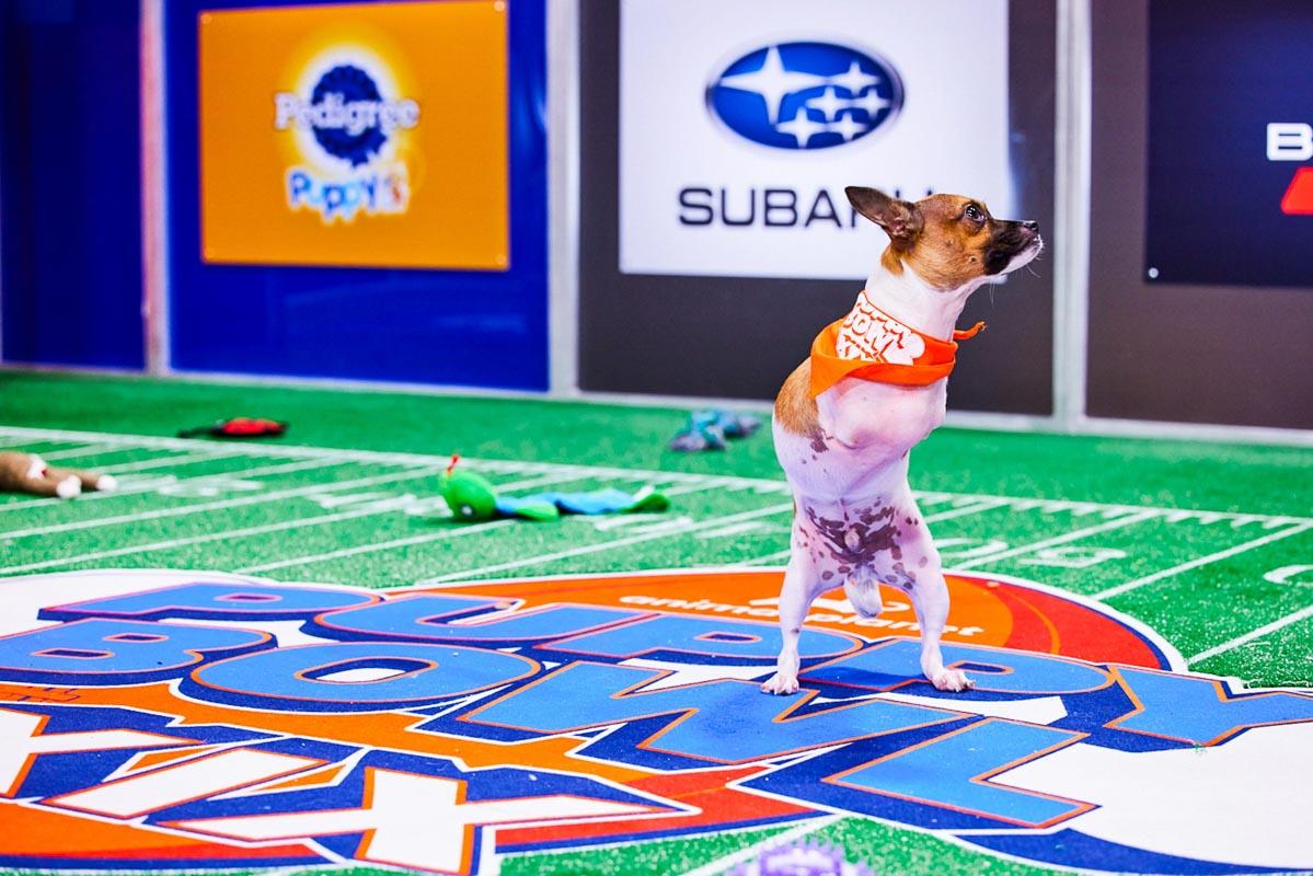 joey playing in the 2023 puppy bowl