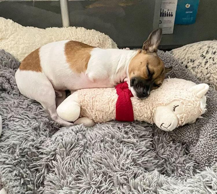 joey sleeping with his pet sheep