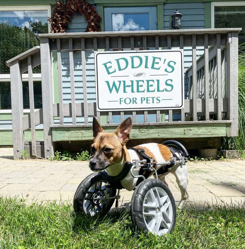 joey with his weelchair