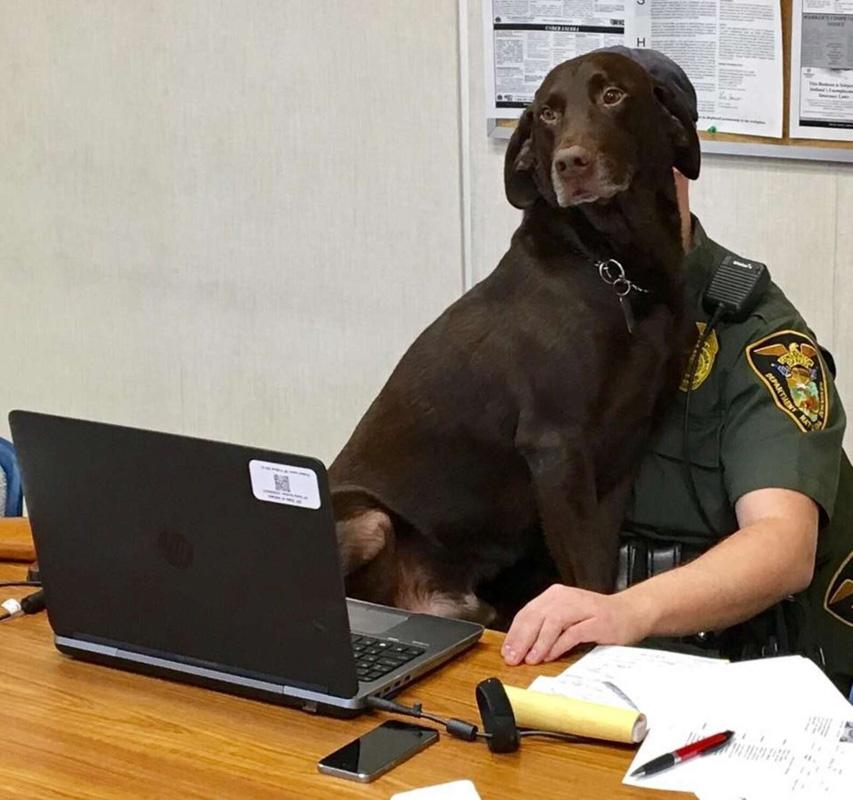 kenobi doing desk work