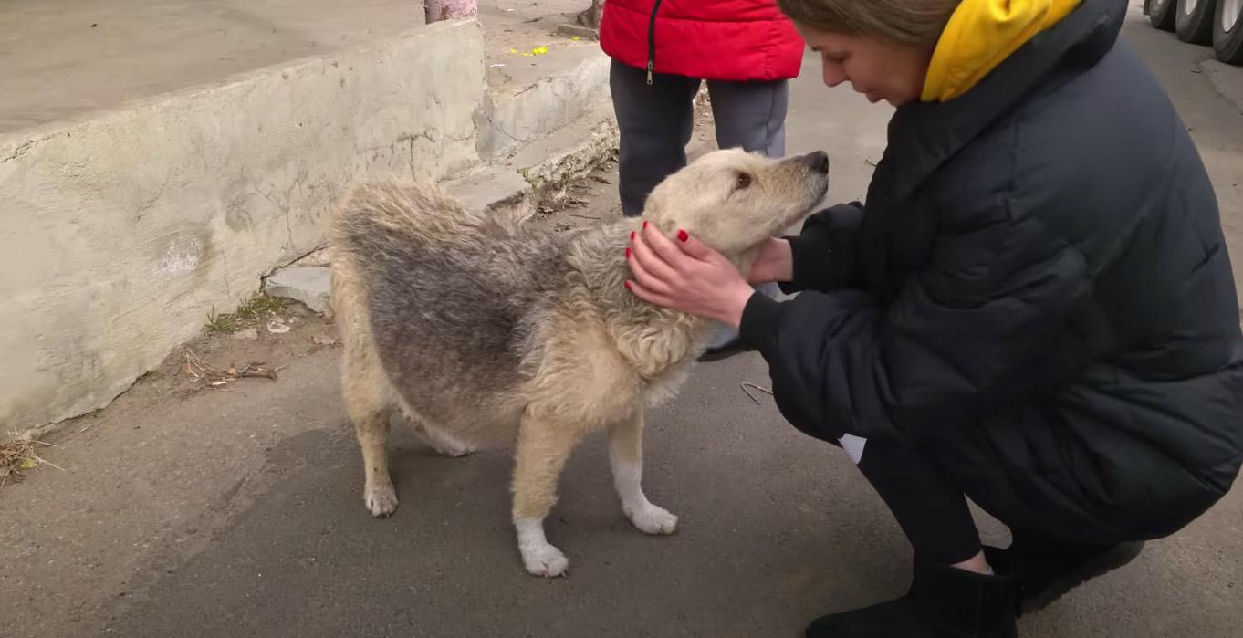 loving dog zhuzha found in the street