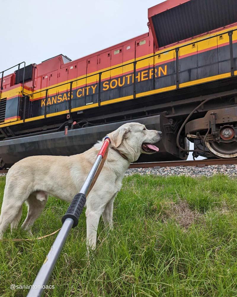 lucky watching the train passed from safety