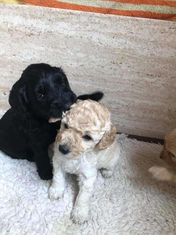 monty and rosie back in the days