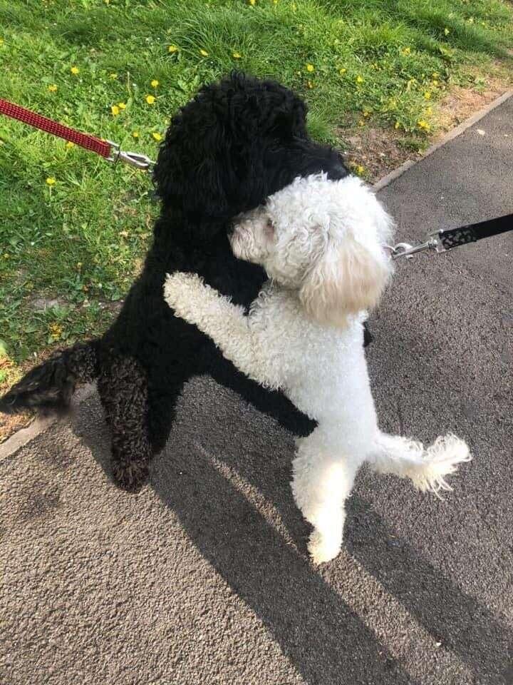 monty and rosie cuddling