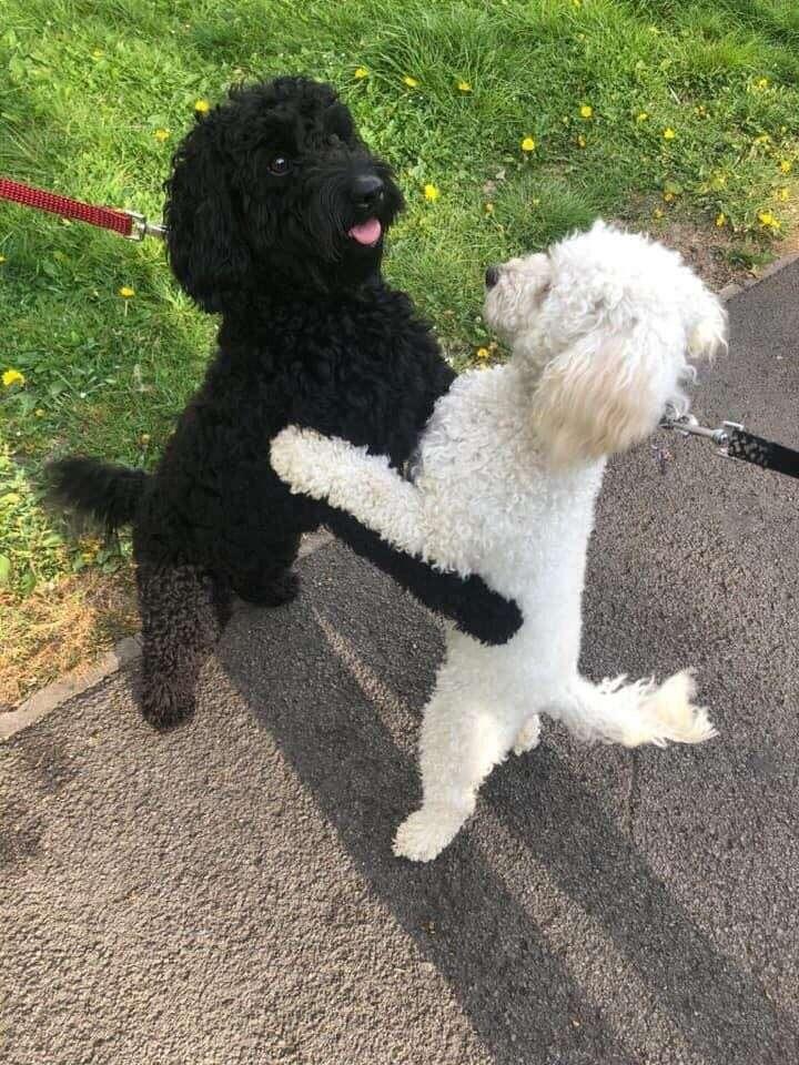 monty and rosie happy together again