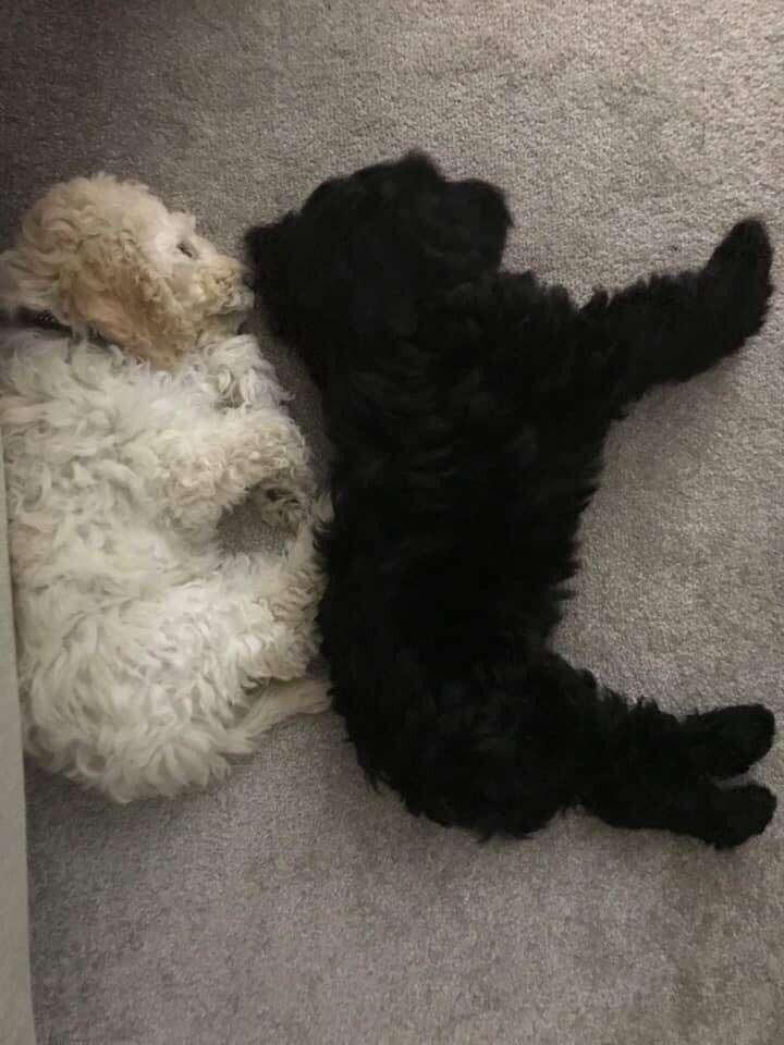 monty and rosie sleeping together