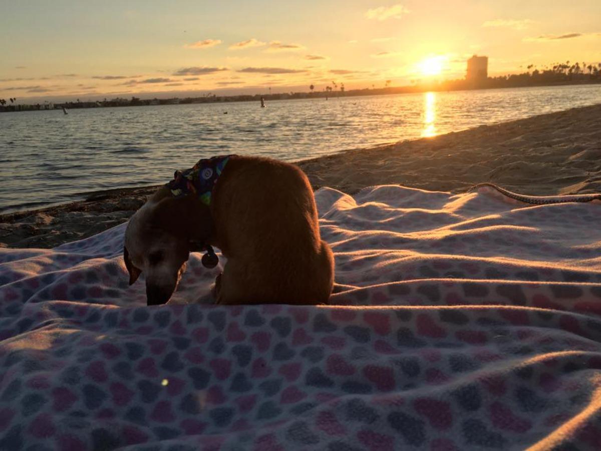 muneca watching the sunset