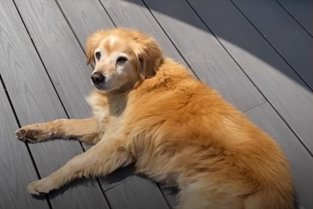 murphy lying on the terrace