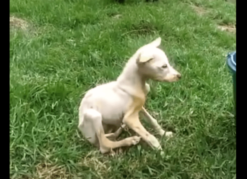 noah abandoned at the park