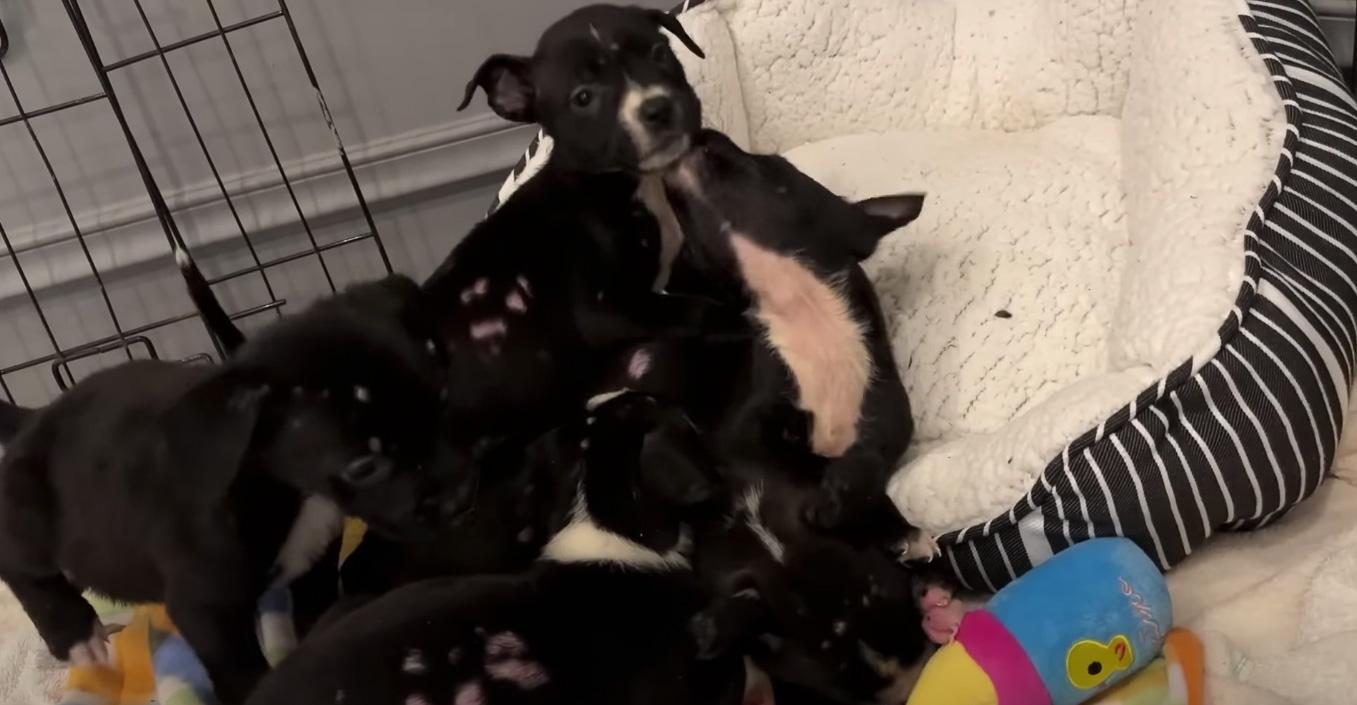 o puppies playing together after the rescue