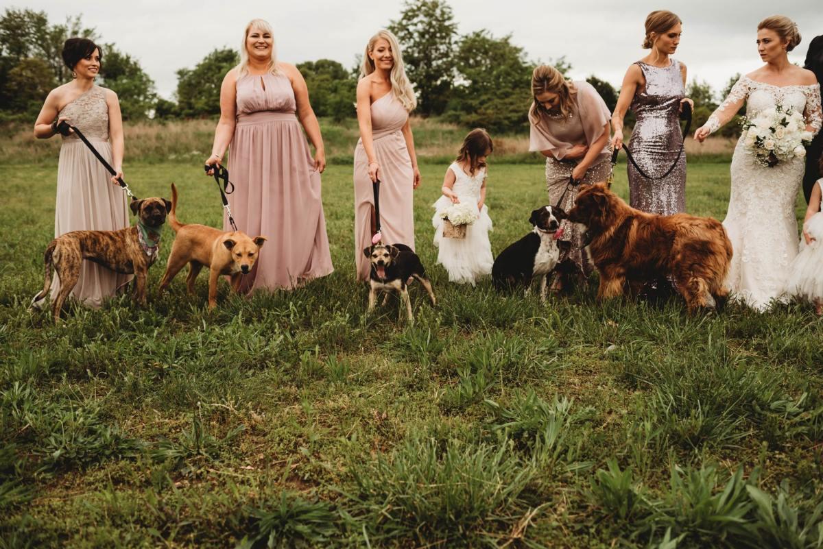 official wedding photo with the rescue dogs