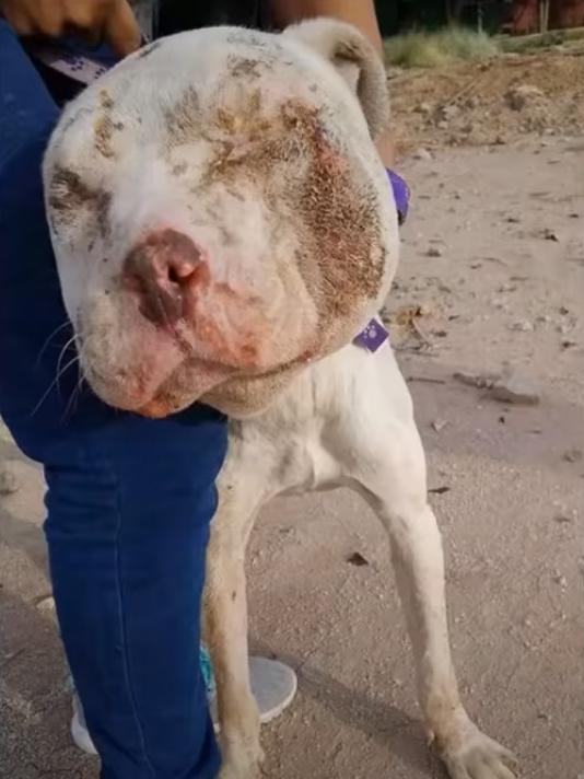 phoenix pit bull with swollen face