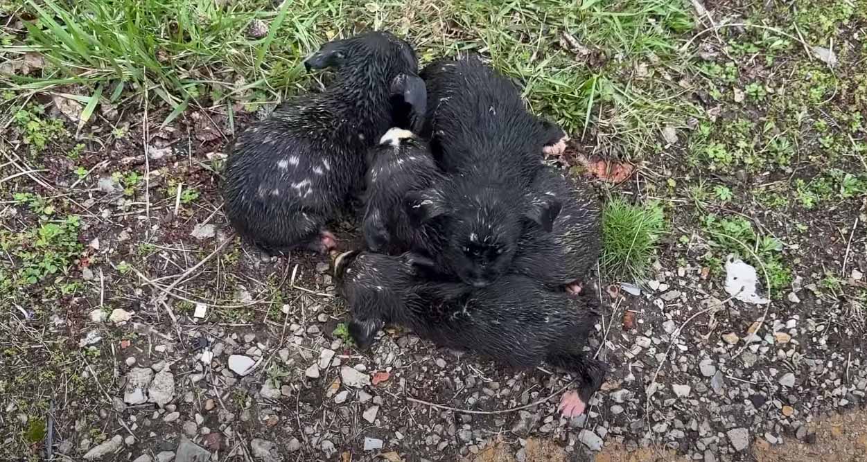 pile of black puppies moving