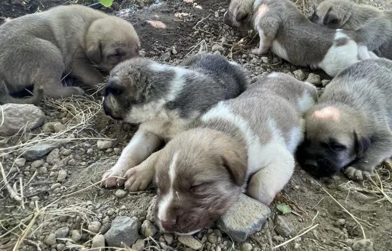 rescued litter of puppies