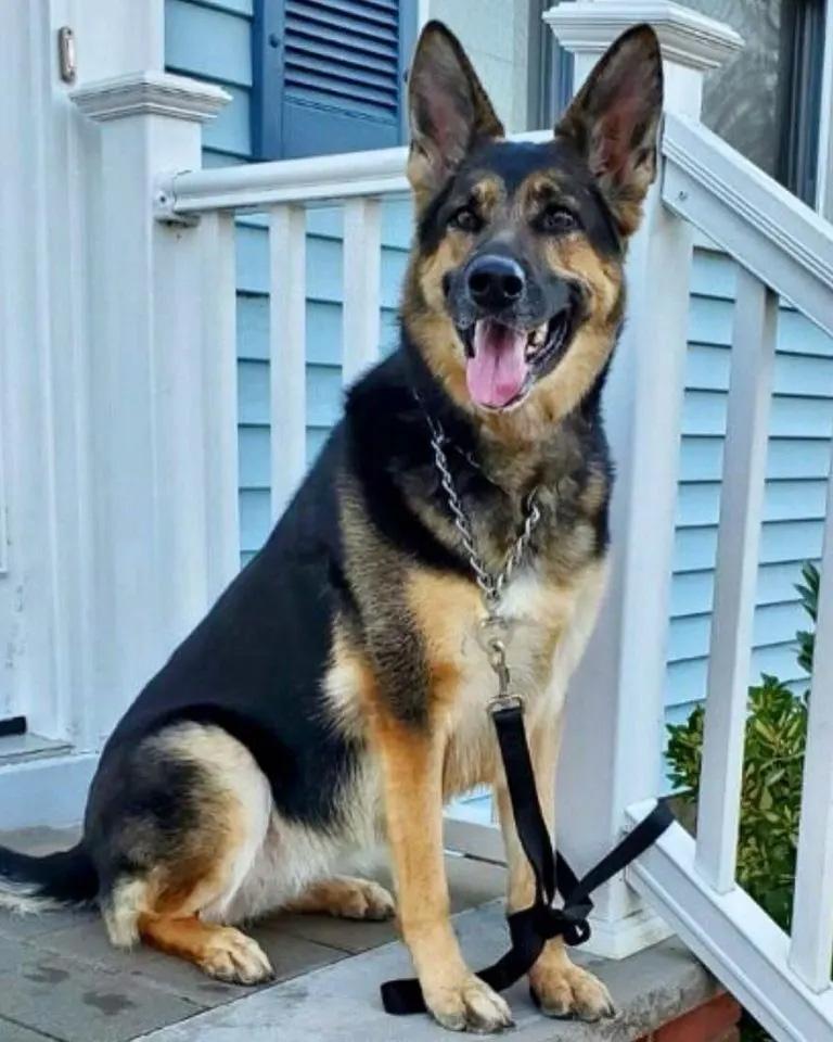 sadie sitting on the stairs at home