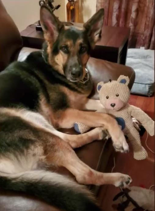 sadie with teddy bear at home