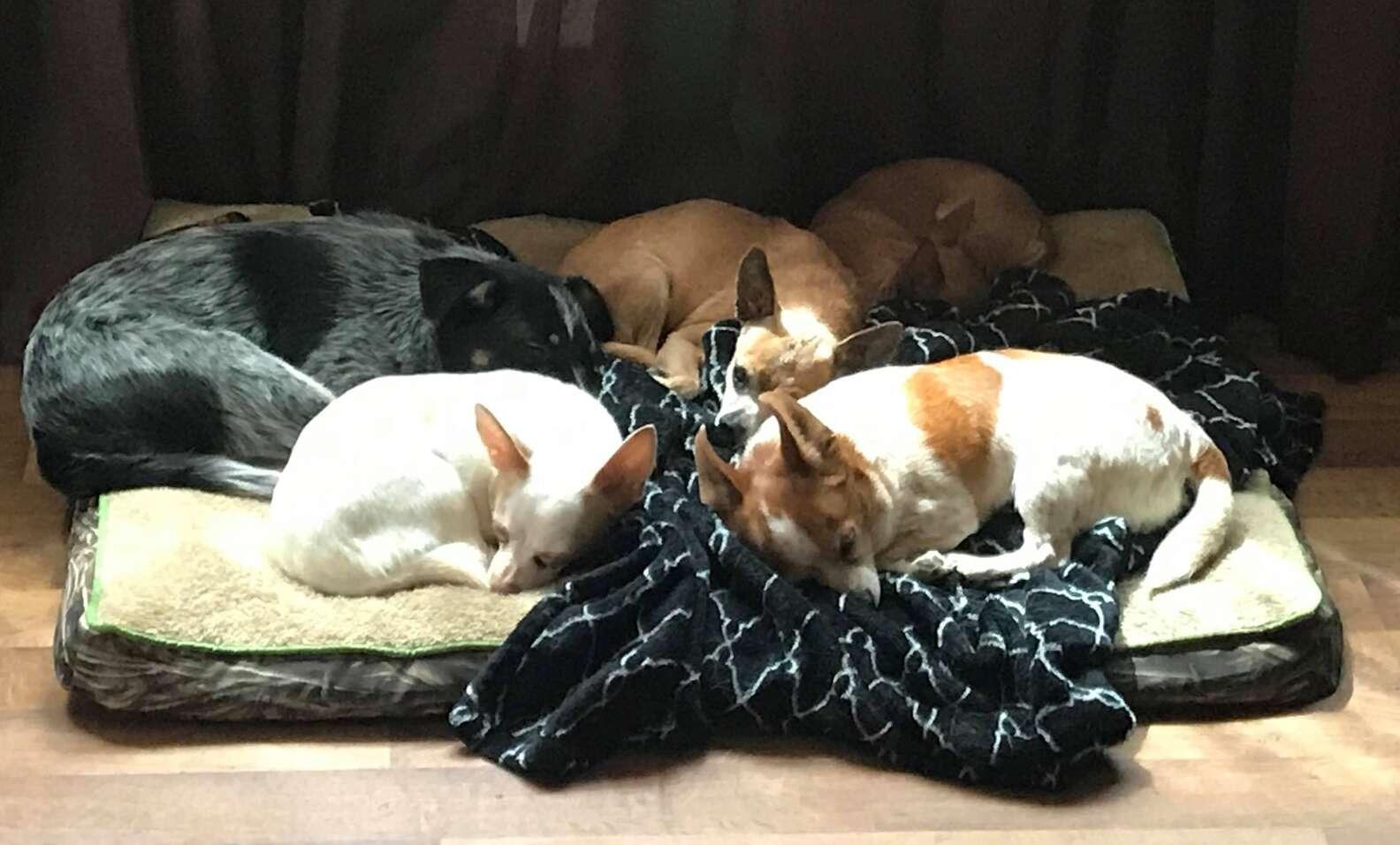 scooter sleeping with his fellow pals