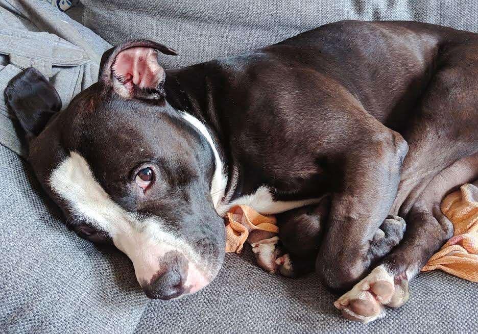 smiley sleeping in his new home