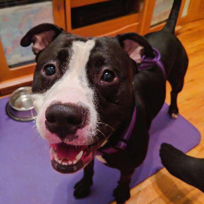 smiley the pit bull happy to be adopted