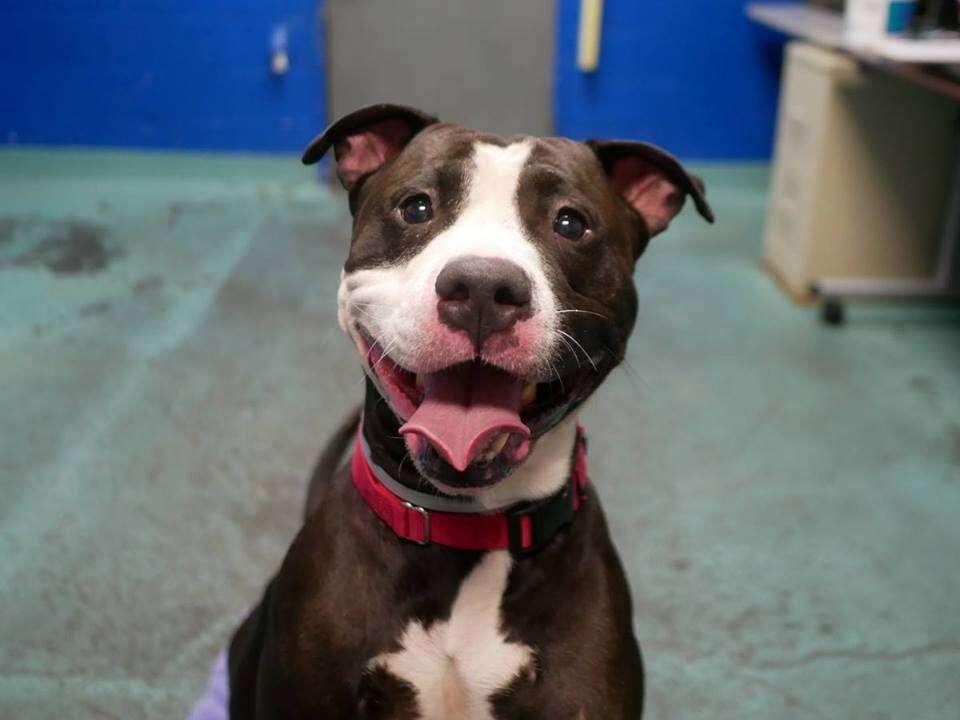 smiley the smiling pit bull