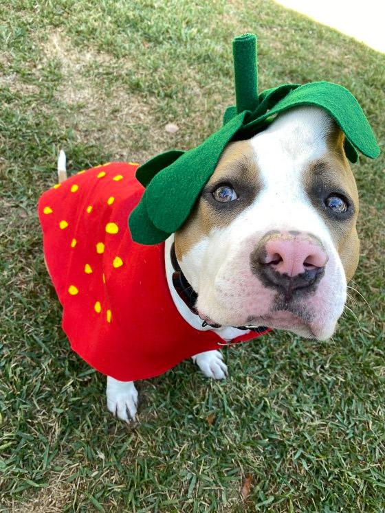 strawberry the pit bull in strawberry costume