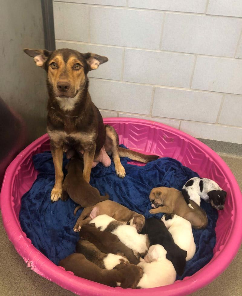 stray dog momma with her litter of puppies