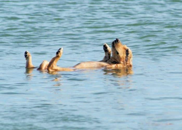 terrier dog drowning in the canal