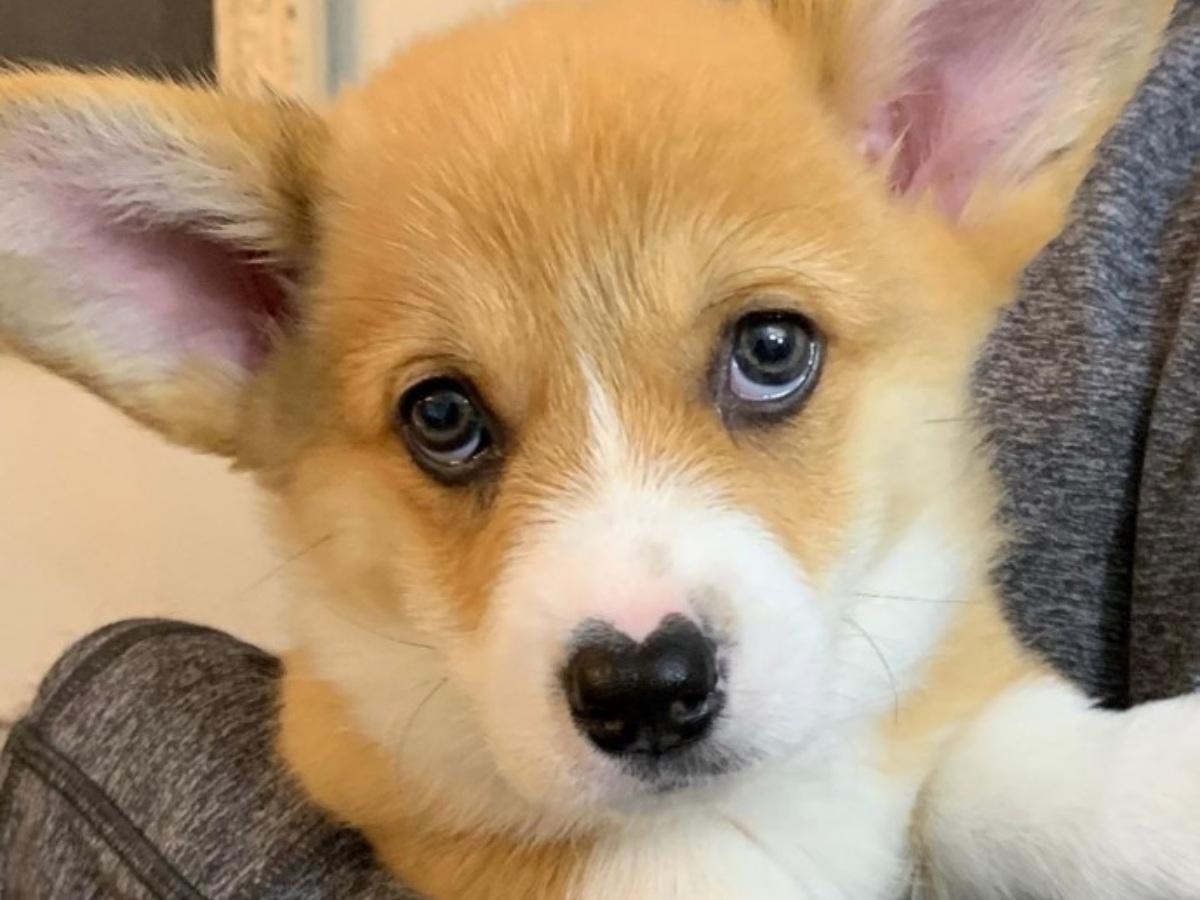 the corgi with a heart shaped nose