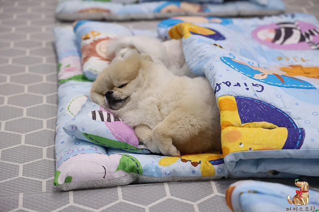 tiny pup sleeping in sleeping bag