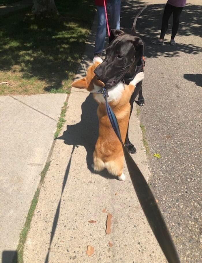 wallace hugging a much bigger dog