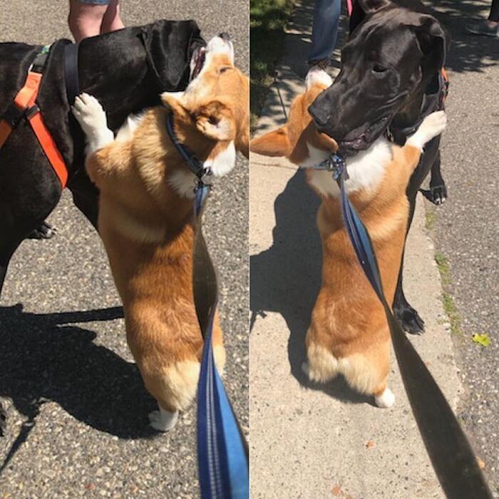 wallace hugging another dog