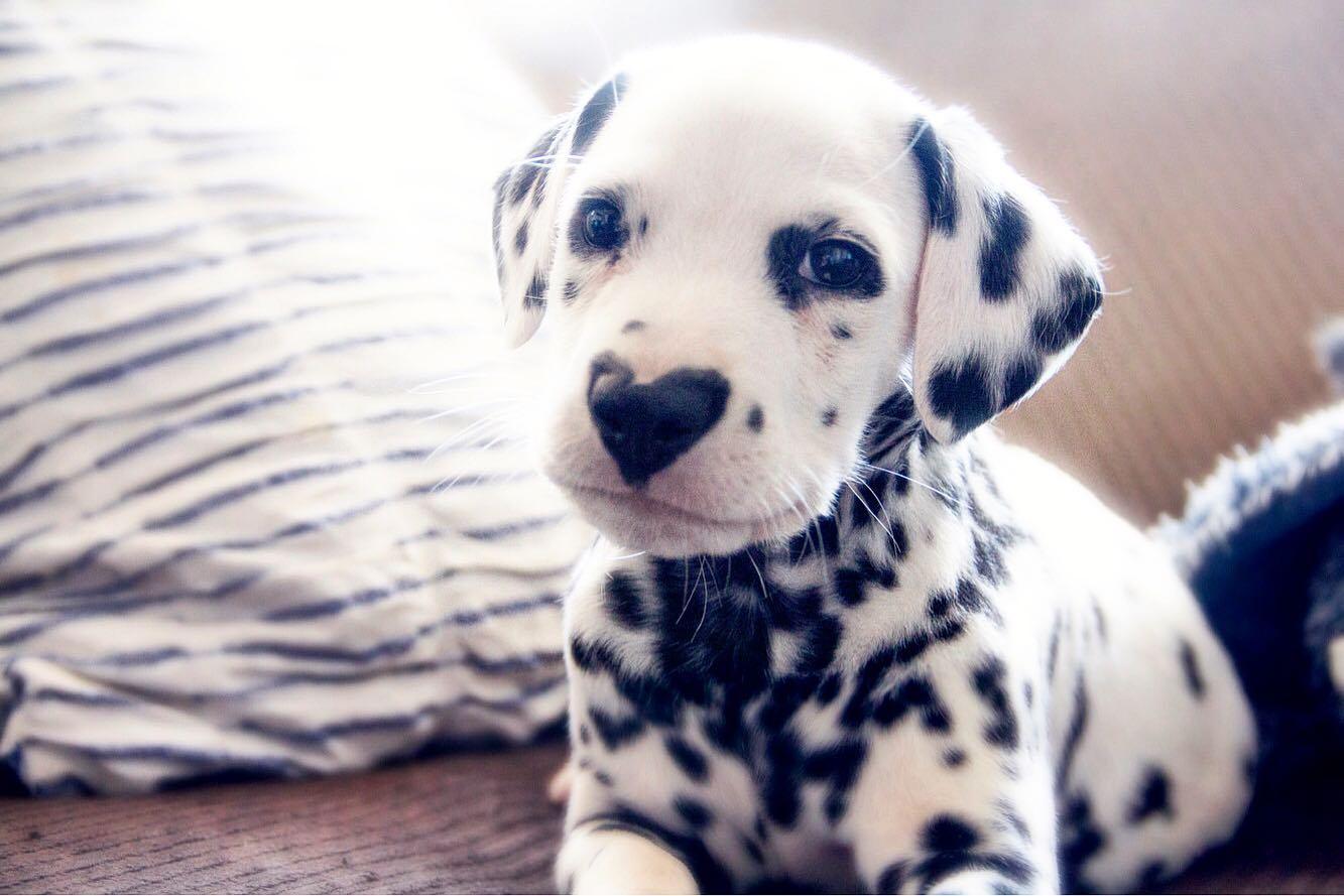 wiley the dalmatian with heart shaped nose