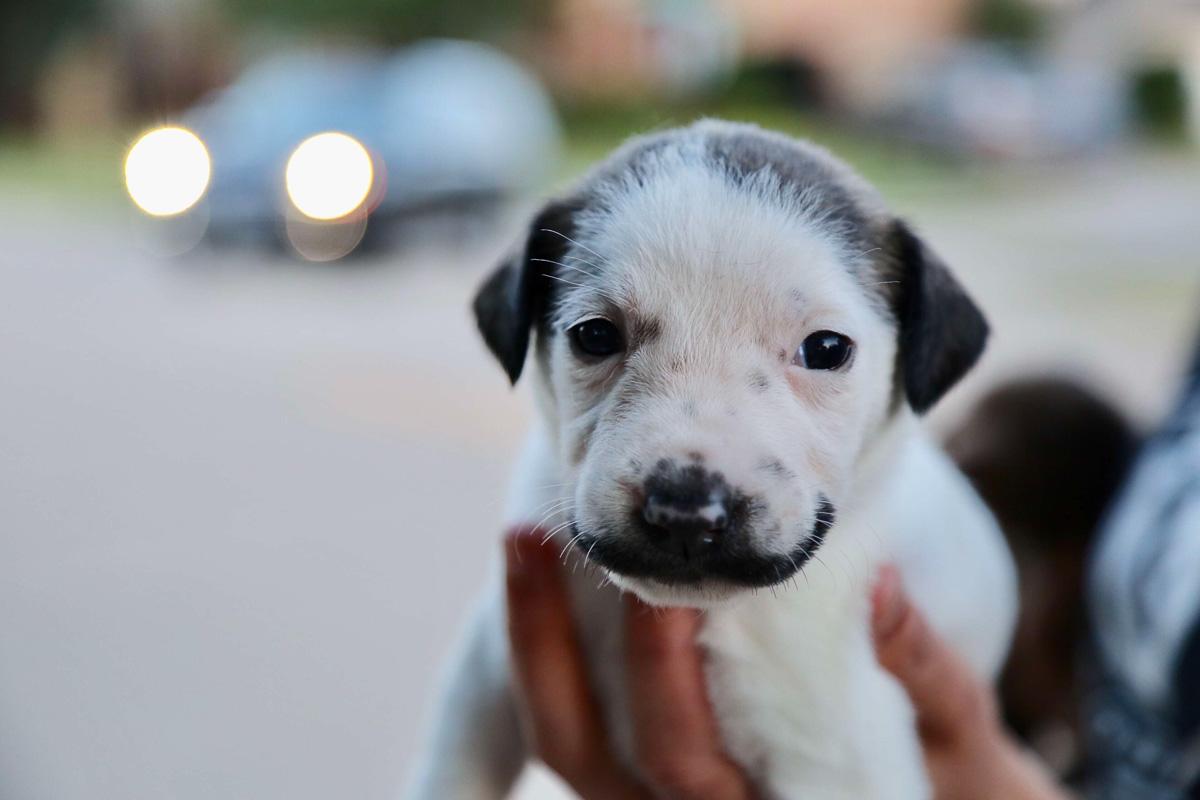 young pup salvador dolly