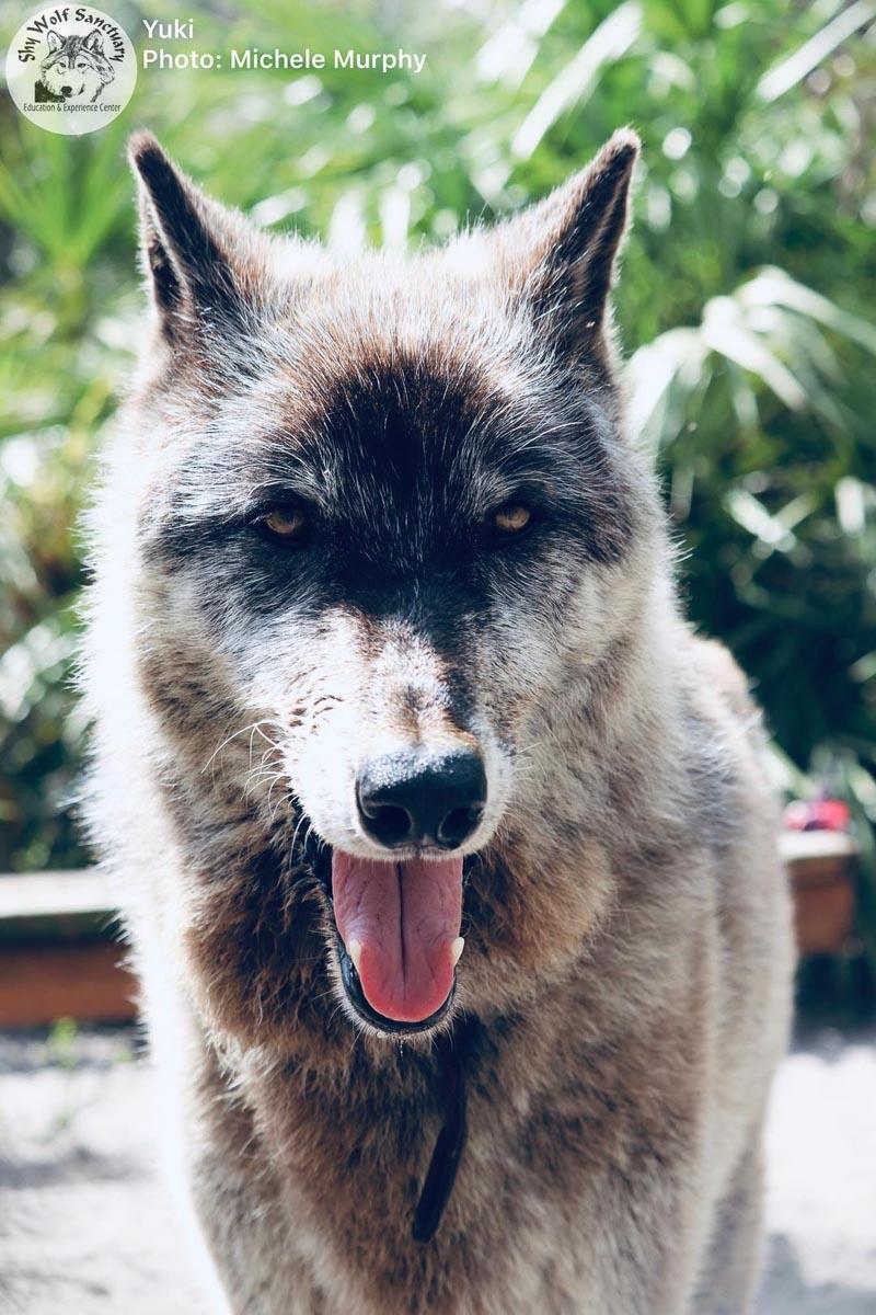 yuki with his tongue out