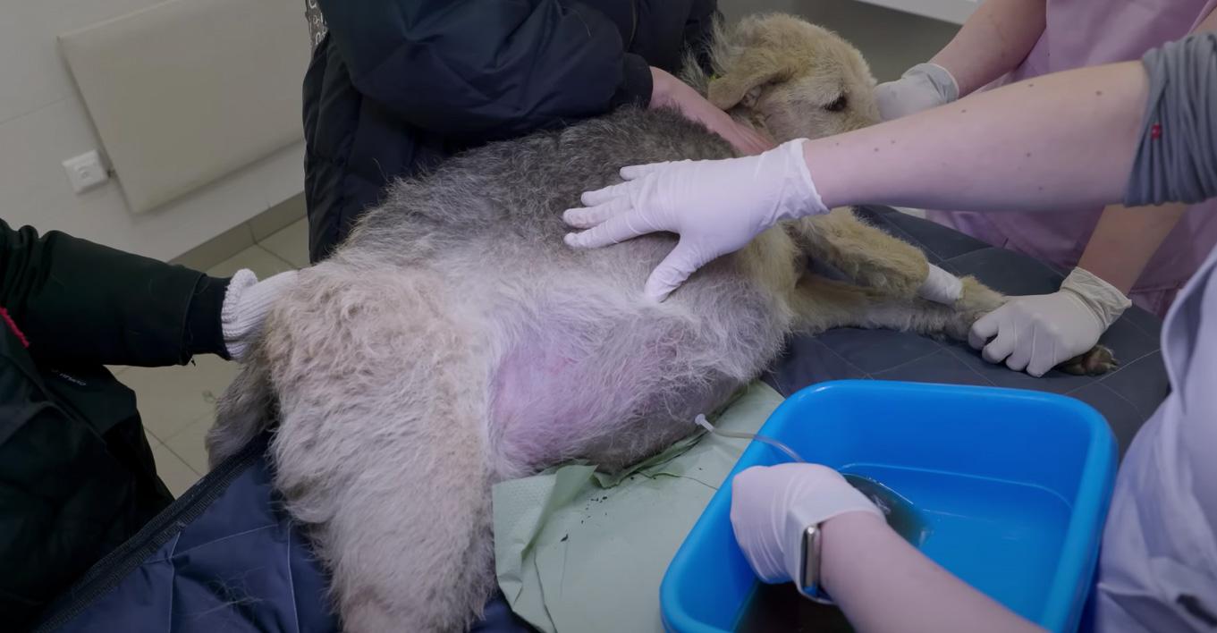 zhuzha being treated at the vet