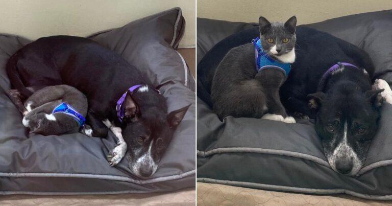 Adorable Rescued Dog And Cat Refuse To Be Parted In Shelter