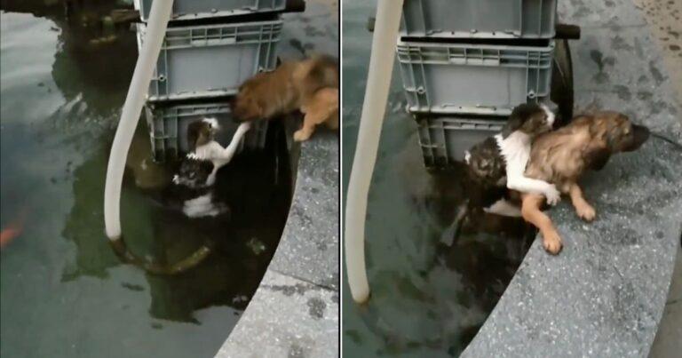 Brave Dog Jumps In Water To Save His Cat Friend